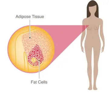 Anatomy of the breast: Video, Anatomy & Definition